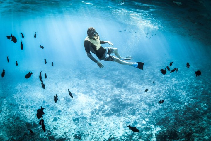 Image of a person swimming with marine life on a snorkeling tour